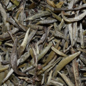 Yin Zhen Silver Needle